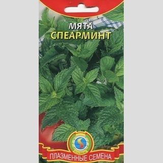 Мята Спеарминт