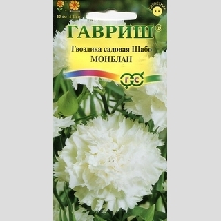 Гвоздика Монблан (Шабо)