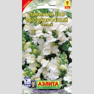 Львиный зев Высокорослый белый