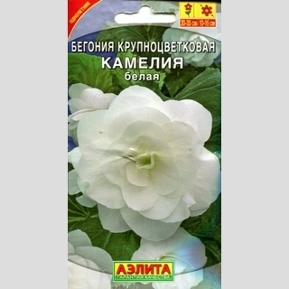 Бегония Камелия Белая