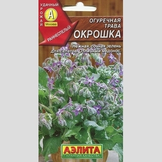 Огуречная трава Окрошка (бораго)