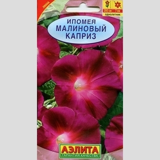 Ипомея Малиновый каприз