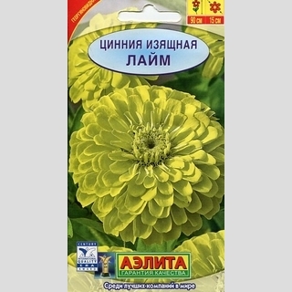 Цинния Лайм изящная