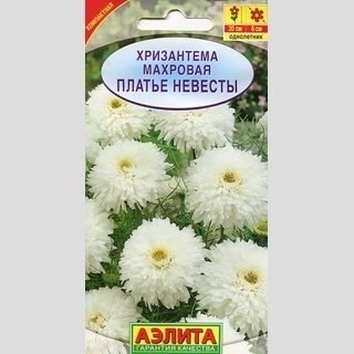 Хризантема Платье невесты махровая