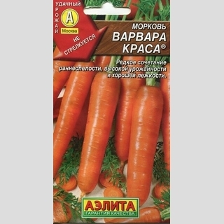 Морковь Варвара краса