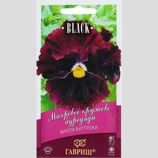 Виола Махровое кружево бургунди F1 (Виттрока)