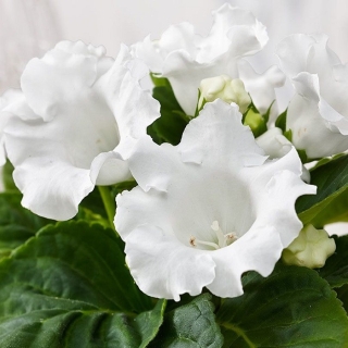 Глоксиния Импресс Вайт