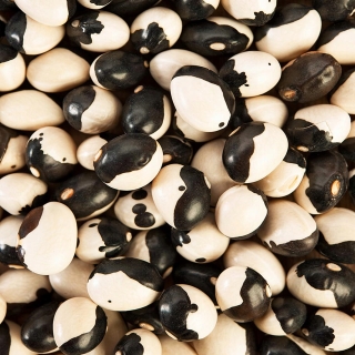 Фасоль Инь-Янь кустовая