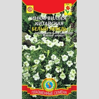 Инкарвиллея Белый лебедь китайская