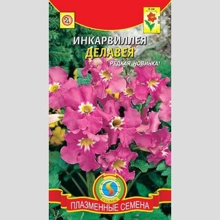 Инкарвиллея Делавея