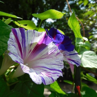 Ипомея Арлекино (пурпурная)