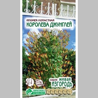 Ипомея Королева Джунглей лопастная