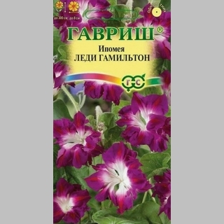 Ипомея Леди Гамильтон