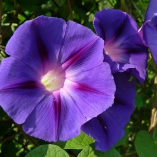 Ипомея Леди в фиолетовом