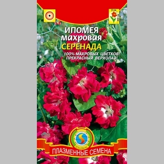 Ипомея Серенада (махровая)