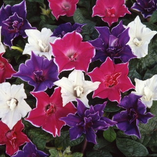 Ипомея Нил Кайкио-заки