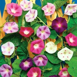 Ипомея Самба смесь