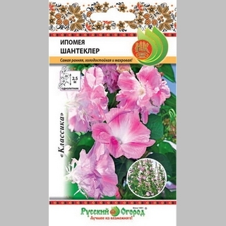 Ипомея Шантеклер