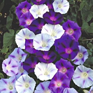 Ипомея Звёздная ночь