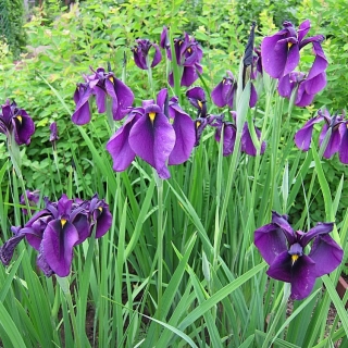 Ирис Синий флаг мечевидный