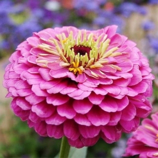 Цинния Исполин розовый