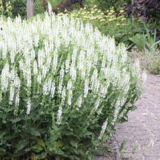 Иссоп Белый лекарственный