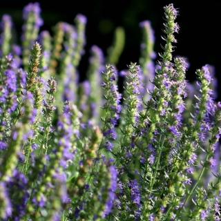 Иссоп Лазурь лекарственный