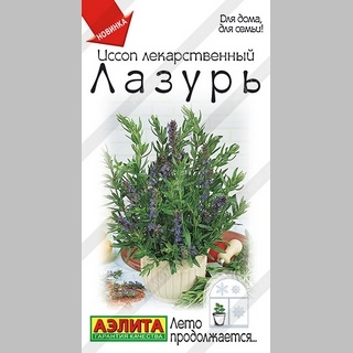 Иссоп Лазурь лекарственный