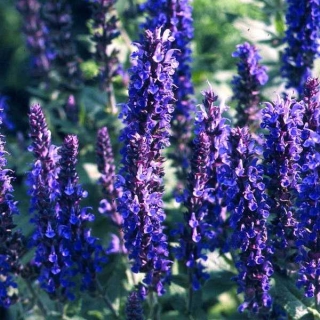 Иссоп Отрадный Семко