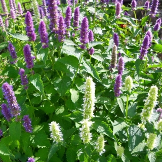 Иссоп Эликсир молодости