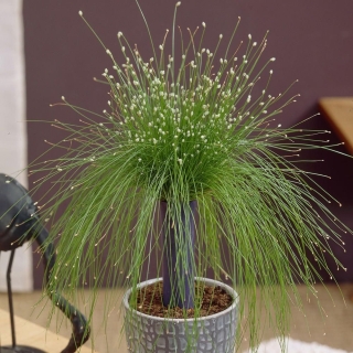 Изолепсис Live Wire поникший (большой пакет)