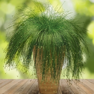 Изолепсис Марионетка