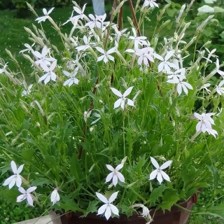 Изотома Тристар Белые звездочки