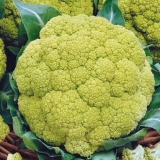 Капуста Изумрудная Королева цветная