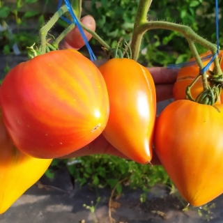 Томат БыС 3 (Абрикосовый)