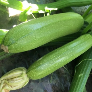 Кабачок Ардендо 174 F1