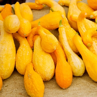 Кабачок Жираф F1