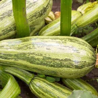 Кабачок Касерта