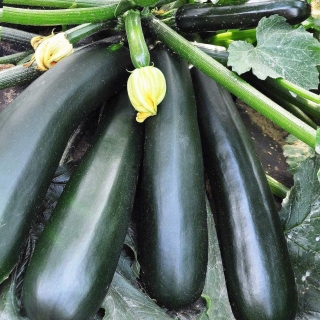 Кабачок Черный красавец