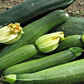 Кабачок Деликатес