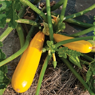 Кабачок Йеллоуфин F1 (Enza Zaden)