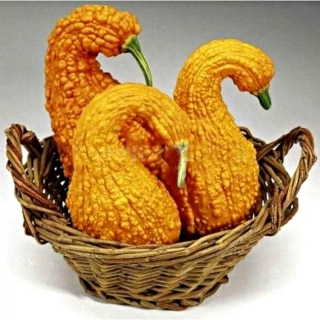 Кабачок Крукнек