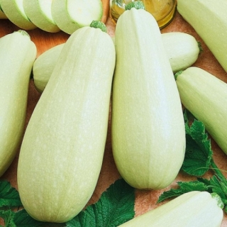 Кабачок Ролик