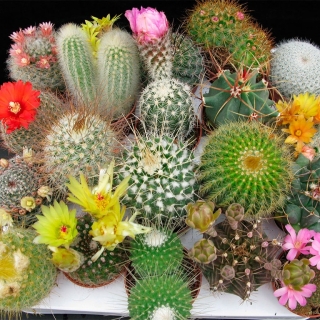 Кактусы Смесь (большой пакет)