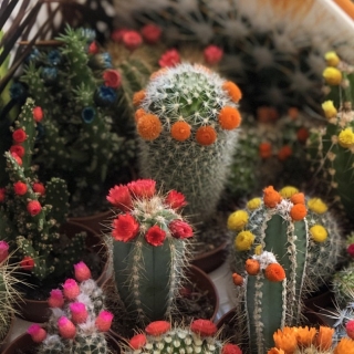 Кактусы Забавная смесь