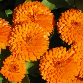 Календула Абрикос