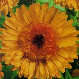 Календула Оранжевый Фламинго