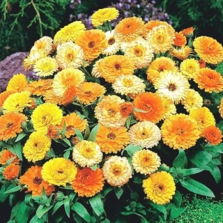 Календула Пигми смесь