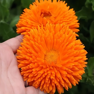 Календула Радио