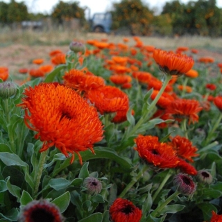 Календула Ред виз блэк центр махровая